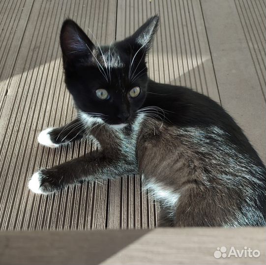 Котенок- кошечка