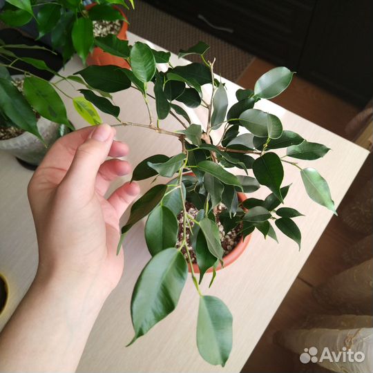 Фикус бенджамина