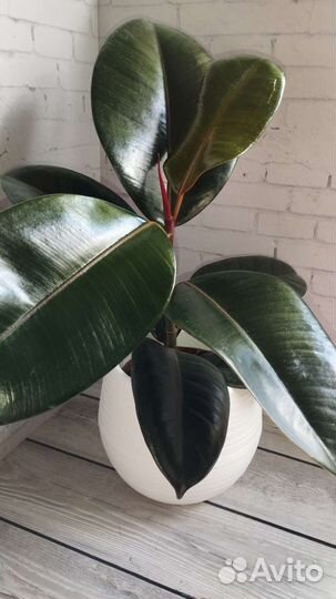 Фикус эластика Абиджан