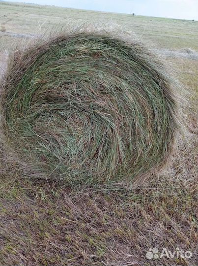 Сено в тюках