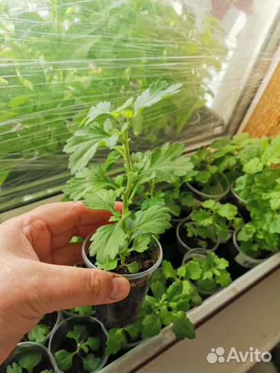 Хризантема мультифлора