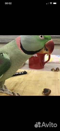 Александрийский попугай