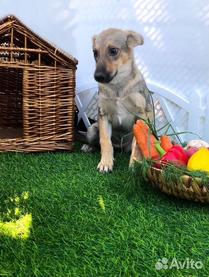 Рыжая малышка с характером и повадками волка, при