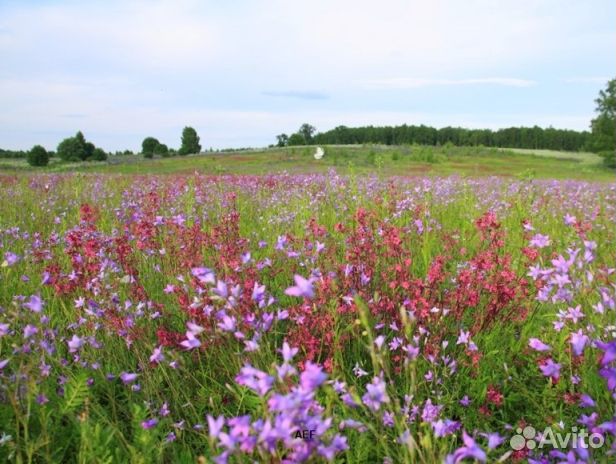 Мед 2024 года из Алтая опт