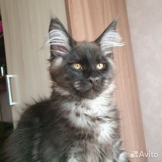 Котята мейн-кун