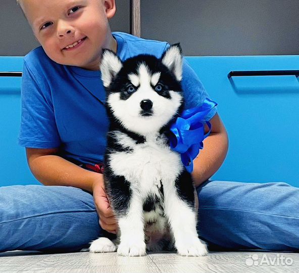 Классные Хаски разных Окрасов