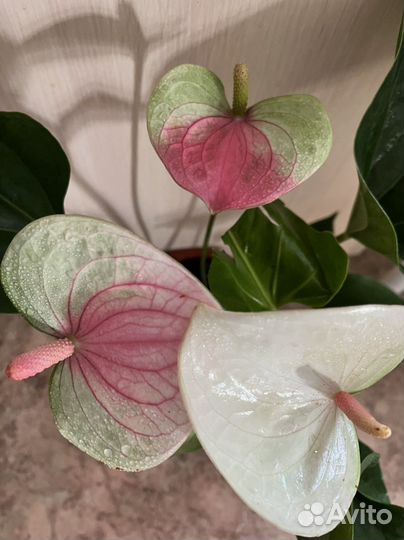 Антуриумы, эпипремнум, фикус, аглаонема