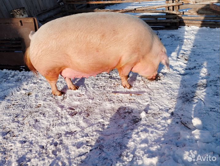 Супоросная свиноматки