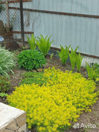 Седум очиток почвопокровник