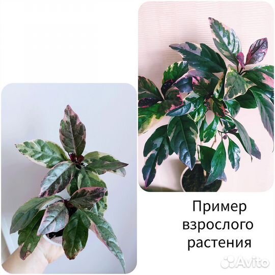 Комнатные цветы, Домашние растения