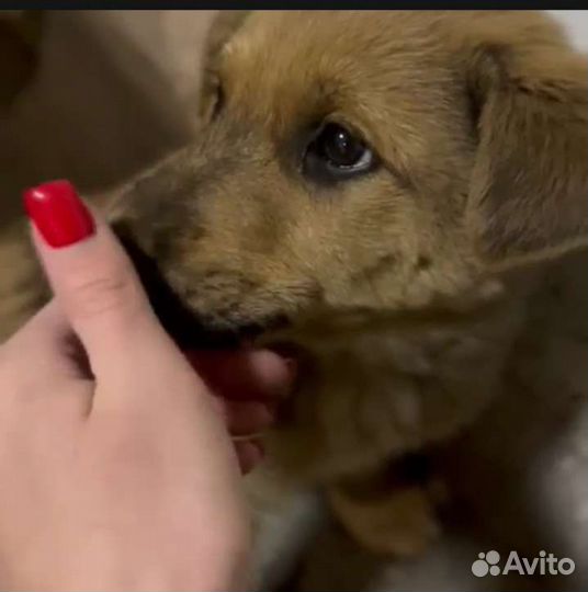 Рыжий щеночек