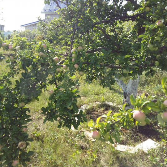 Участок 6 сот. (СНТ, ДНП)