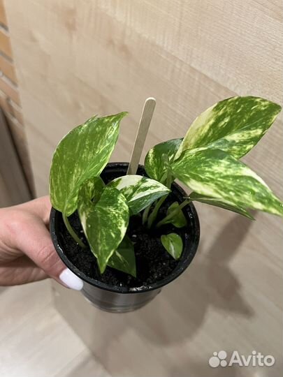 Сциндапсус эпипремнум