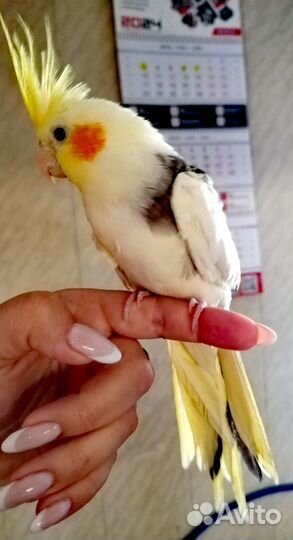 Попугай корелла птенец