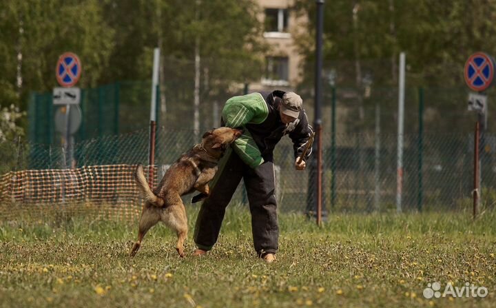 Услуги кинолога