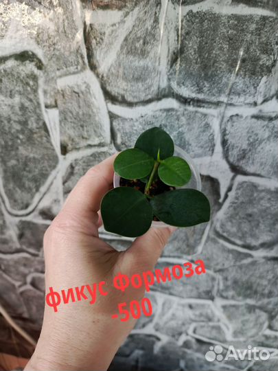 Комнатные цветы