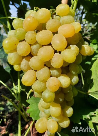 Саженцы и черенки винограда