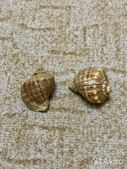 Морские ракушки раковины 2 шт