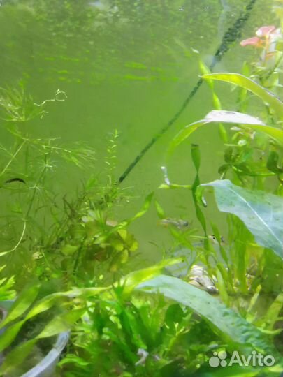 Тетрадон карликовый, взрослый, 4 шт