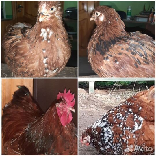 Породистые куры, яйца