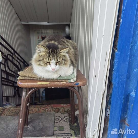 Красивая кошка