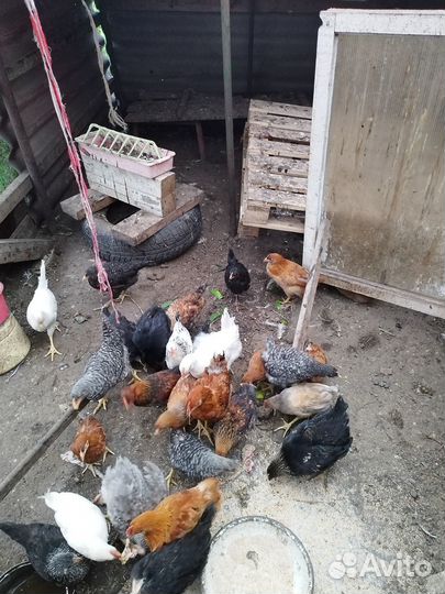 Куры молодки домашние