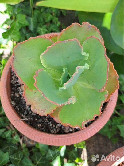 Эхеверия кан кан