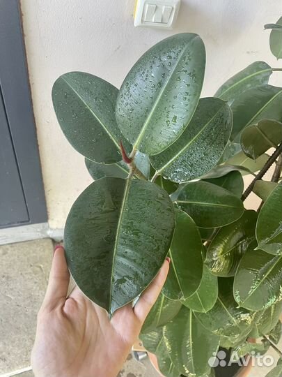 Фикус каучуконосный большой