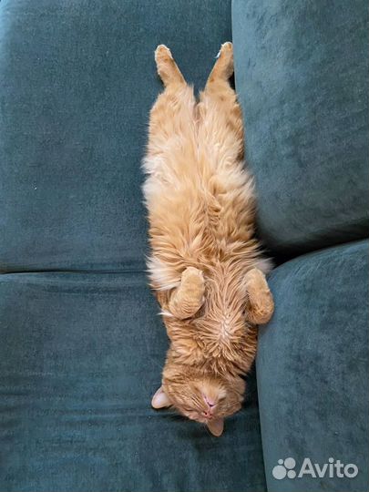 Курильский бобтейл вязка. Нужна невеста для кота