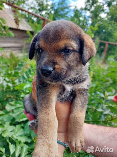 Щенки дворовой собаки Она сторожевая