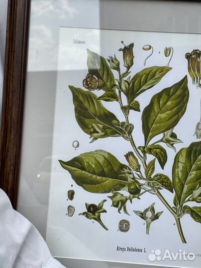 Картина Ботаника