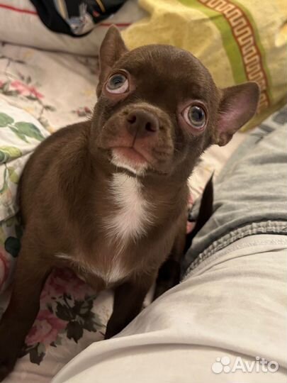 Чихуахуа mini мальчик