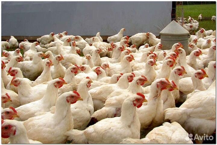 Бройлерные цыплята на мясо круглый год. Оптом