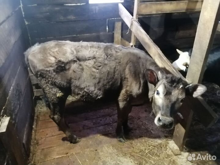 Джерсийская телка