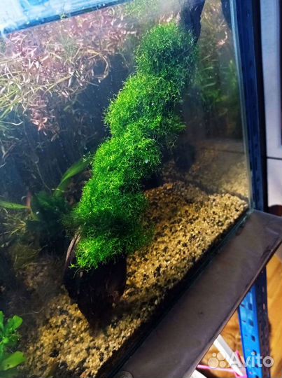 Рыбы, коряги, креветки, растения