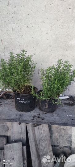 Пряные травы: Мята, чабрец, розмарин