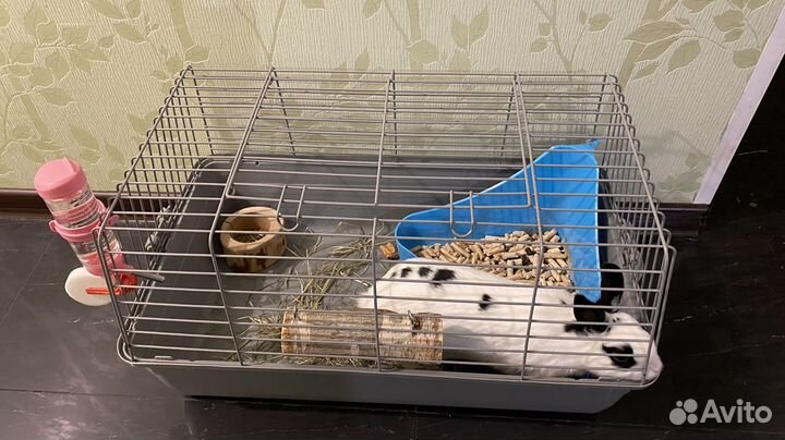 Декоративный кролик самка