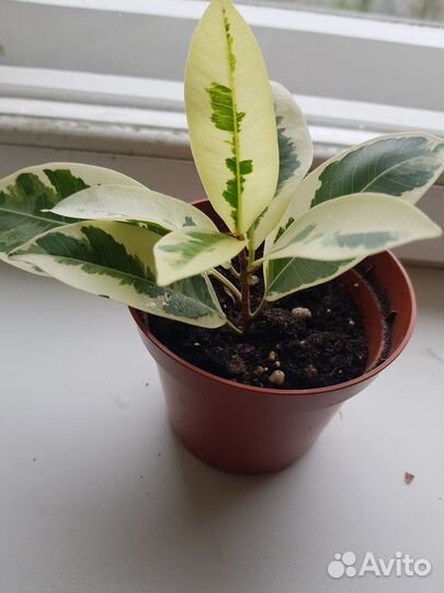 Фикус триангулярис вайт марджин, альбамаргината