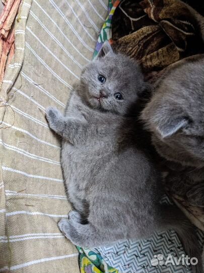 Британские котята