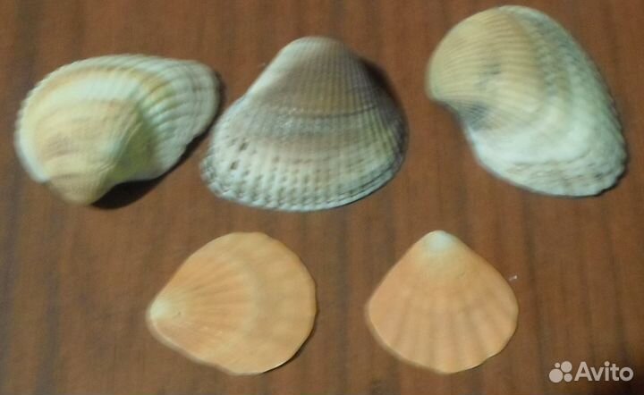 Ракушки интерьерные из океана и моря