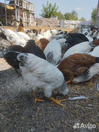 Курица домашняя. Молодые