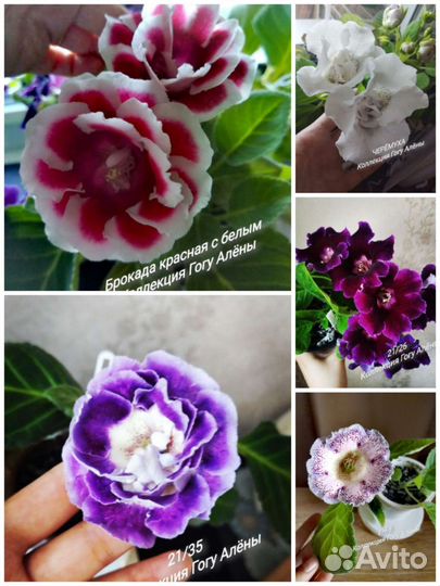 Набор глоксиний (2 розетки + 3 листа срез)