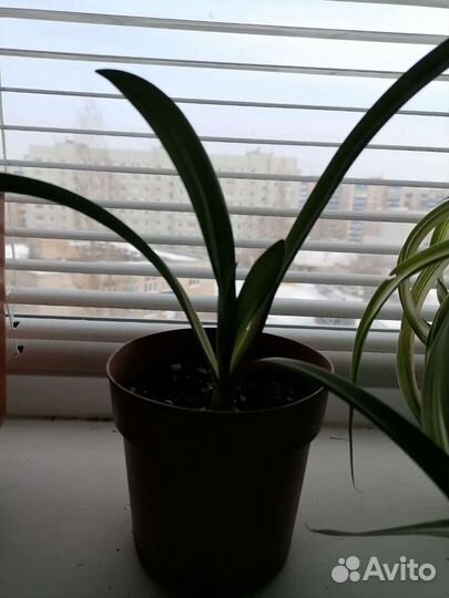 Гиппиаструм