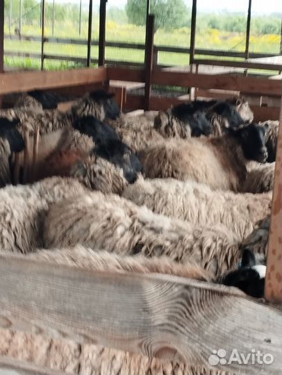 Куйлар бор (бараны)