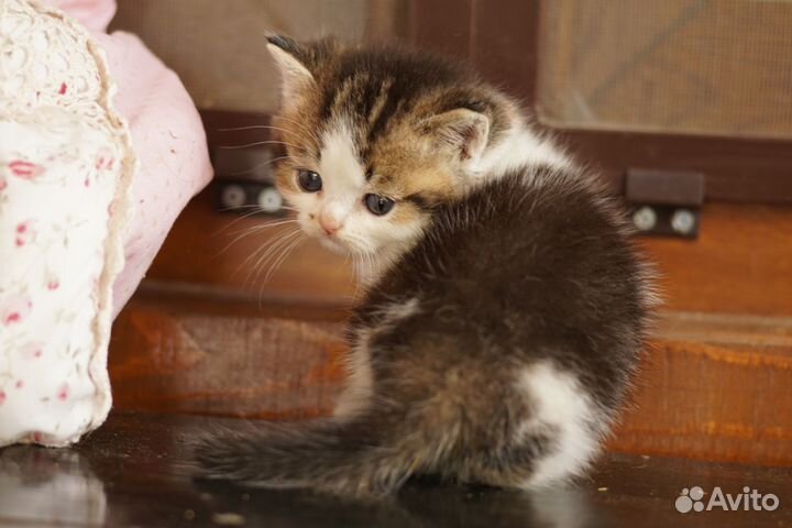 Британцы Тикированные Шоколадные Шиншиллы Биколоры