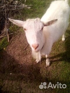 Коза дойная молочная
