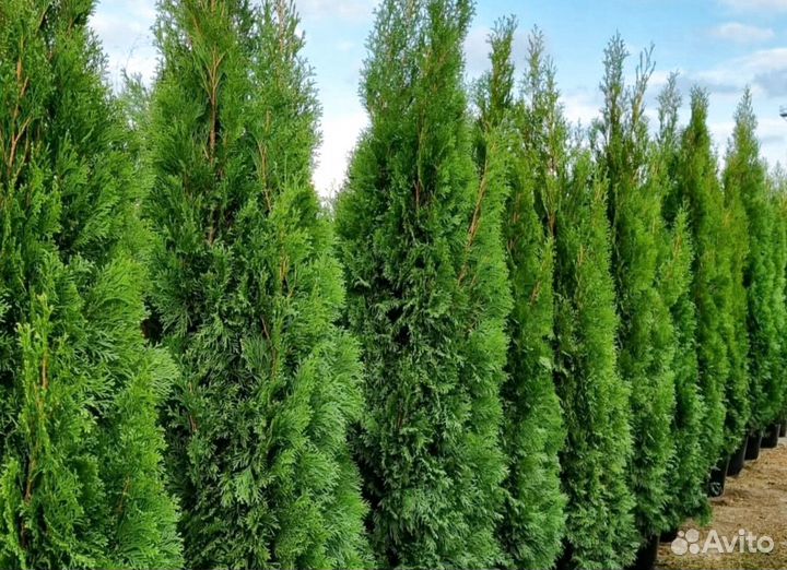 Туя в кассете/черенки туи