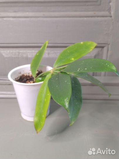 Hoya lobbii Black