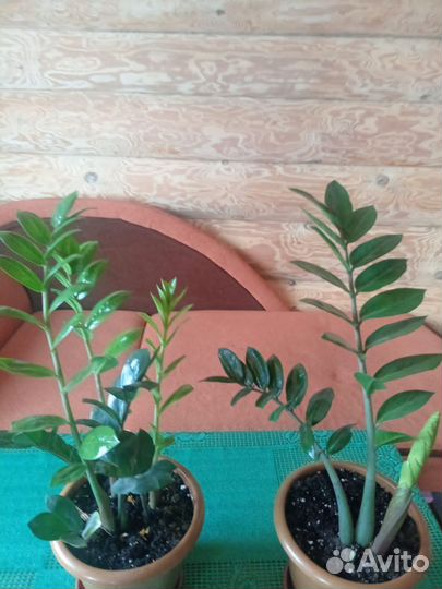 Комнатные цветы Замиокулькас