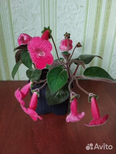 Комнатные цветы